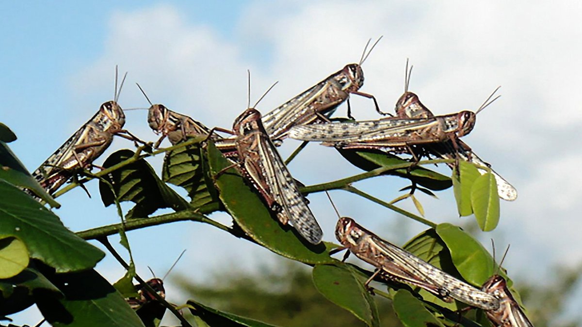 Guatemala país centroamericano con más rebrote de plaga de Langosta.