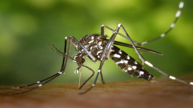 Los Casos de Dengue en Guatemala empezaron a Disminuir