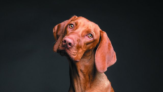 Los 10 Perros más grandes del mundo