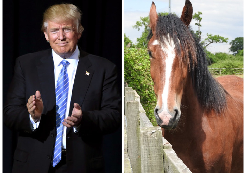En lugar de pagar los 2 millones de dólares de un abogado en honorarios legales, Trump trató de darle un caballo.